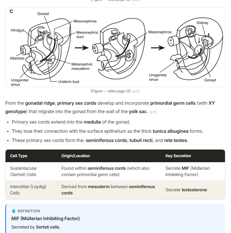 Notes generated from an embryology lecture: a labelled figure from slide 12, key points and a table of cell types.